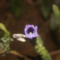 Strobilanthes auriculata var. dyeriana (Mast.) J.R.I.Wood